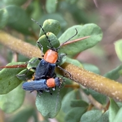 Chauliognathus tricolor (Tricolor soldier beetle) at Mount Jerrabomberra QP - 13 Mar 2023 by Steve_Bok