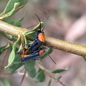 Chauliognathus tricolor at Jerrabomberra, NSW - 13 Mar 2023