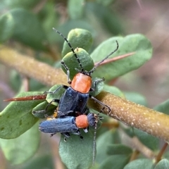 Chauliognathus tricolor at Jerrabomberra, NSW - 13 Mar 2023 02:04 PM