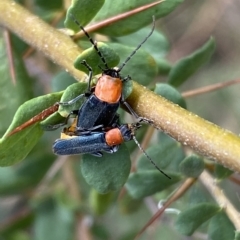 Chauliognathus tricolor at Jerrabomberra, NSW - 13 Mar 2023 02:04 PM