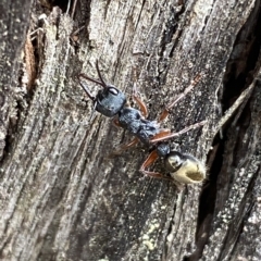 Myrmecia fulvipes (Red-legged Toothless bull ant) at Mount Jerrabomberra QP - 13 Mar 2023 by Steve_Bok