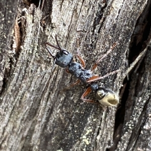 Myrmecia fulvipes at Jerrabomberra, NSW - 13 Mar 2023