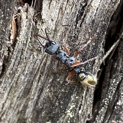 Myrmecia fulvipes (Red-legged Toothless bull ant) at Jerrabomberra, NSW - 13 Mar 2023 by SteveBorkowskis