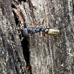 Myrmecia fulvipes at Jerrabomberra, NSW - 13 Mar 2023