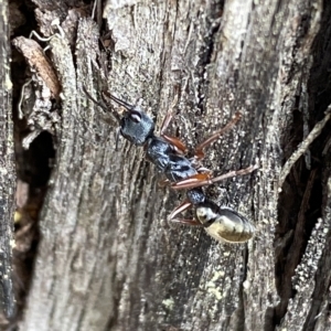 Myrmecia fulvipes at Jerrabomberra, NSW - 13 Mar 2023