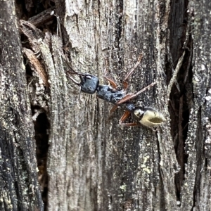 Myrmecia fulvipes at Jerrabomberra, NSW - 13 Mar 2023