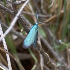 Pollanisus viridipulverulenta (Satin-green Forester) at QPRC LGA - 13 Mar 2023 by Steve_Bok