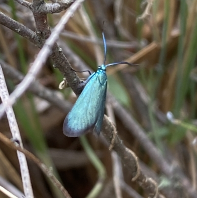 Pollanisus viridipulverulenta (Satin-green Forester) at Jerrabomberra, NSW - 13 Mar 2023 by SteveBorkowskis
