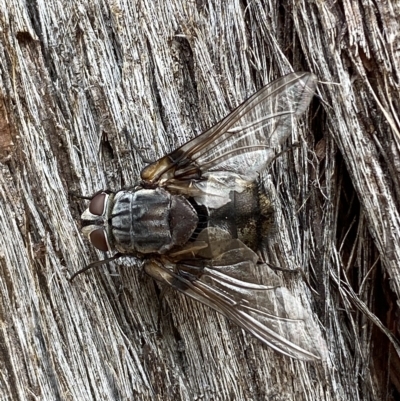 Rutilia sp. (genus) (A Rutilia bristle fly, subgenus unknown) at Jerrabomberra, NSW - 13 Mar 2023 by SteveBorkowskis