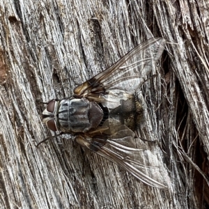 Rutilia sp. (genus) at Jerrabomberra, NSW - 13 Mar 2023