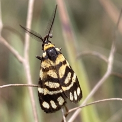 Asura lydia (Lydia Lichen Moth) at Jerrabomberra, NSW - 13 Mar 2023 by SteveBorkowskis