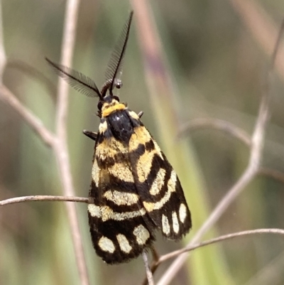 Asura lydia (Lydia Lichen Moth) at Mount Jerrabomberra QP - 13 Mar 2023 by Steve_Bok