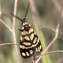 Asura lydia (Lydia Lichen Moth) at Jerrabomberra, NSW - 13 Mar 2023 by Steve_Bok
