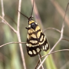 Asura lydia at Jerrabomberra, NSW - 13 Mar 2023