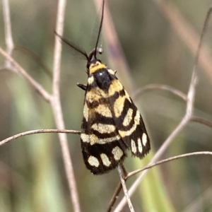 Asura lydia at Jerrabomberra, NSW - 13 Mar 2023