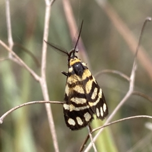 Asura lydia at Jerrabomberra, NSW - 13 Mar 2023 01:31 PM