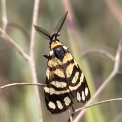 Asura lydia at Jerrabomberra, NSW - 13 Mar 2023