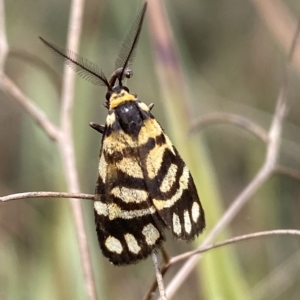 Asura lydia at Jerrabomberra, NSW - 13 Mar 2023 01:31 PM