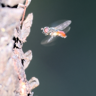 Psilota rubra (Red-tailed hoverfly) at Wodonga - 13 Mar 2023 by KylieWaldon