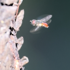 Psilota rubra (Red-tailed hoverfly) at Wodonga, VIC - 13 Mar 2023 by KylieWaldon