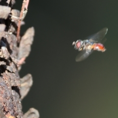 Psilota rubra at Wodonga, VIC - 13 Mar 2023