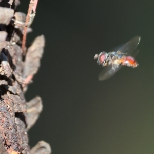 Psilota rubra at Wodonga, VIC - 13 Mar 2023