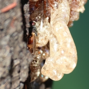 Psilota rubra at Wodonga, VIC - 13 Mar 2023