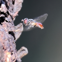 Psilota rubra at Wodonga, VIC - 13 Mar 2023