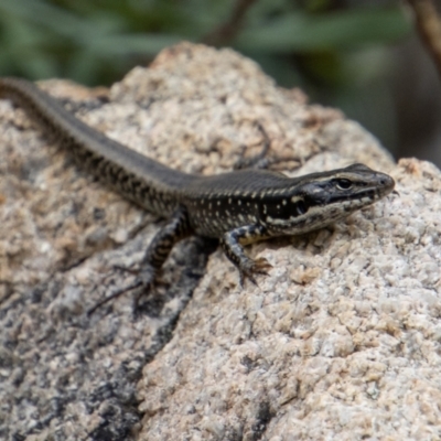 Eulamprus heatwolei (Yellow-bellied Water Skink) at Rendezvous Creek, ACT - 12 Mar 2023 by SWishart