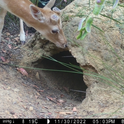 Dama dama (Fallow Deer) at Balmoral, NSW - 30 Nov 2022 by JayVee