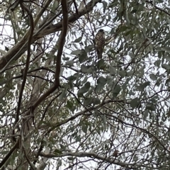 Ninox boobook (Southern Boobook) at Cooleman Ridge - 13 Mar 2023 by leeflea