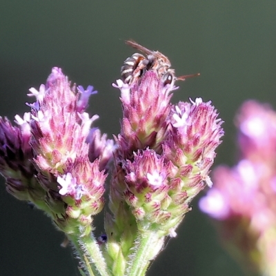 Unidentified Bee (Hymenoptera, Apiformes) at Wodonga, VIC - 13 Mar 2023 by KylieWaldon