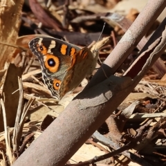 Junonia villida (Meadow Argus) at Clyde Cameron Reserve - 13 Mar 2023 by KylieWaldon