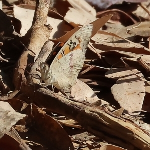 Junonia villida at Wodonga, VIC - 13 Mar 2023