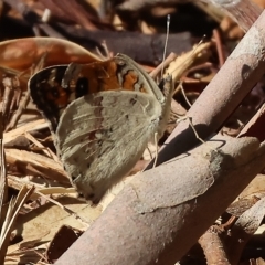 Junonia villida at Wodonga, VIC - 13 Mar 2023