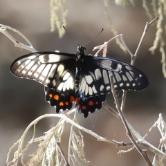 Papilio anactus (Dainty Swallowtail) at Wodonga - 13 Mar 2023 by KylieWaldon