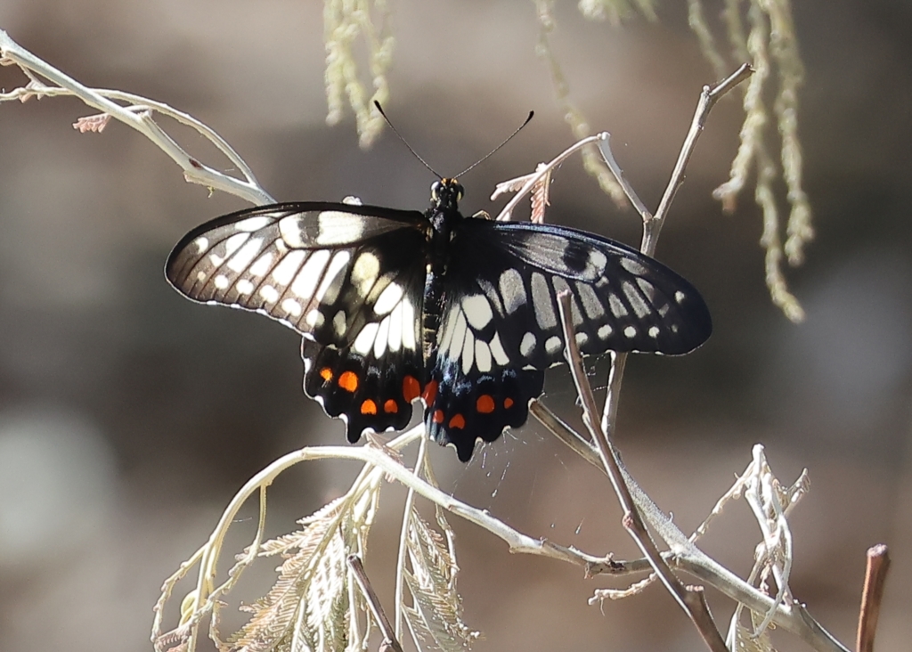 Papilio anactus at Wodonga, VIC - 13 Mar 2023