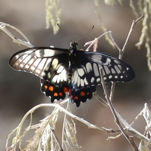 Papilio anactus (Dainty Swallowtail) at Wodonga, VIC by KylieWaldon