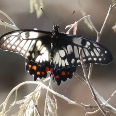 Papilio anactus at Wodonga, VIC - 13 Mar 2023