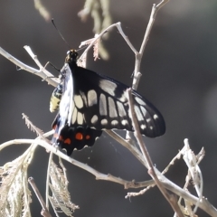 Papilio anactus at Wodonga, VIC - 13 Mar 2023