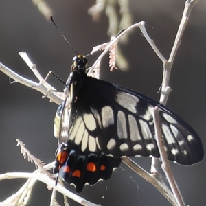 Papilio anactus at Wodonga, VIC - 13 Mar 2023