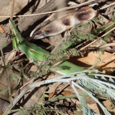 Acrida conica (Giant green slantface) at Clyde Cameron Reserve - 13 Mar 2023 by KylieWaldon