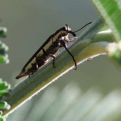 Rhinotia sp. (genus) (Unidentified Rhinotia weevil) at Wodonga - 13 Mar 2023 by KylieWaldon