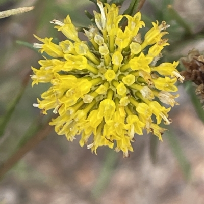 Rutidosis leptorhynchoides (Button Wrinklewort) at Yarralumla, ACT - 13 Mar 2023 by JaneR