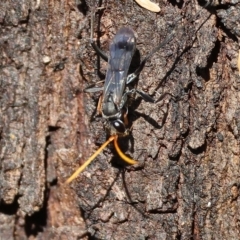 Pompilidae (family) (Unidentified Spider wasp) at Wodonga, VIC - 13 Mar 2023 by KylieWaldon