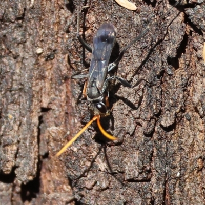 Pompilidae (family) (Unidentified Spider wasp) at Wodonga, VIC - 13 Mar 2023 by KylieWaldon