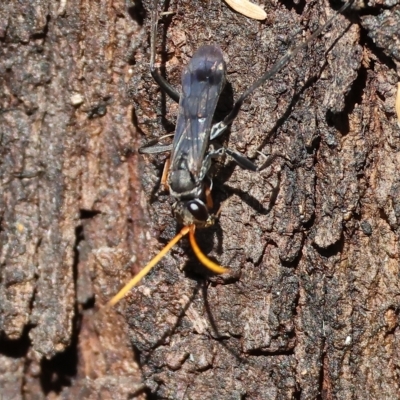 Unidentified Spider wasp (Pompilidae) at Wodonga, VIC - 13 Mar 2023 by KylieWaldon