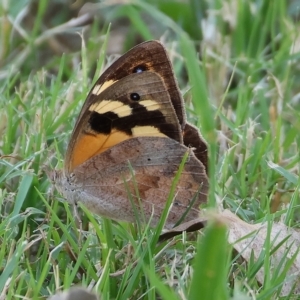 Heteronympha merope at Wodonga, VIC - 13 Mar 2023