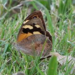 Heteronympha merope (Common Brown Butterfly) at Wodonga - 13 Mar 2023 by KylieWaldon