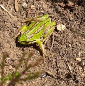Litoria verreauxii verreauxii at Gooandra, NSW - 13 Mar 2023